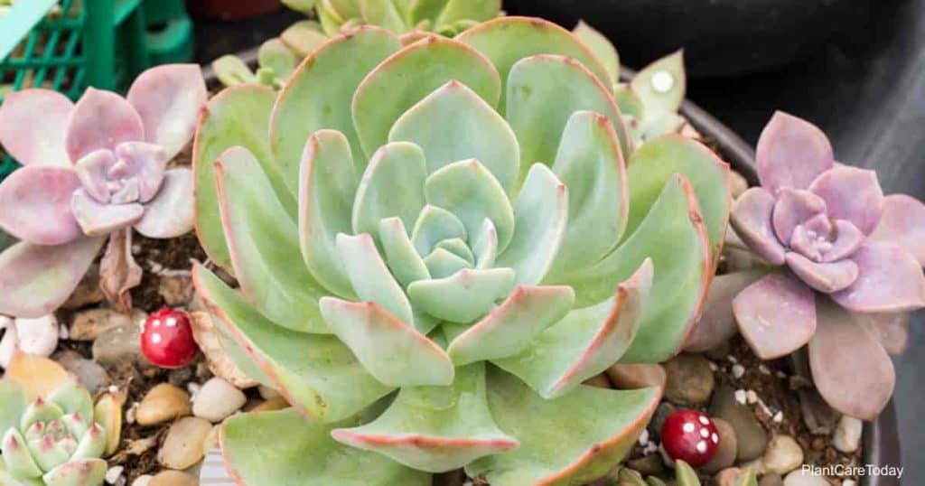 versatile echeveria succulent plant