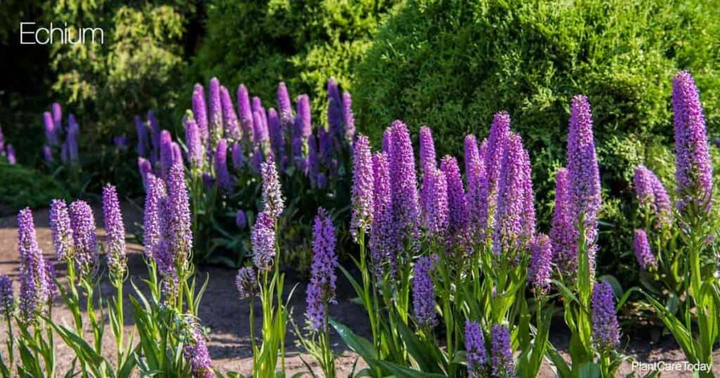 Purple Blooming Echium Plant