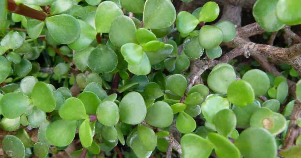 Elephant Bush: Grow and Care for Portulacaria Afra