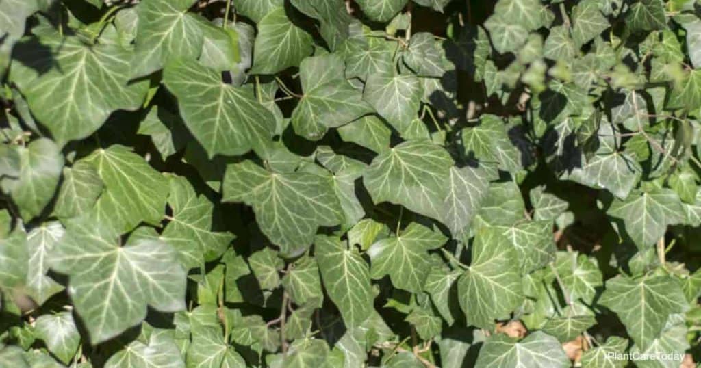 english ivy and invasive weed