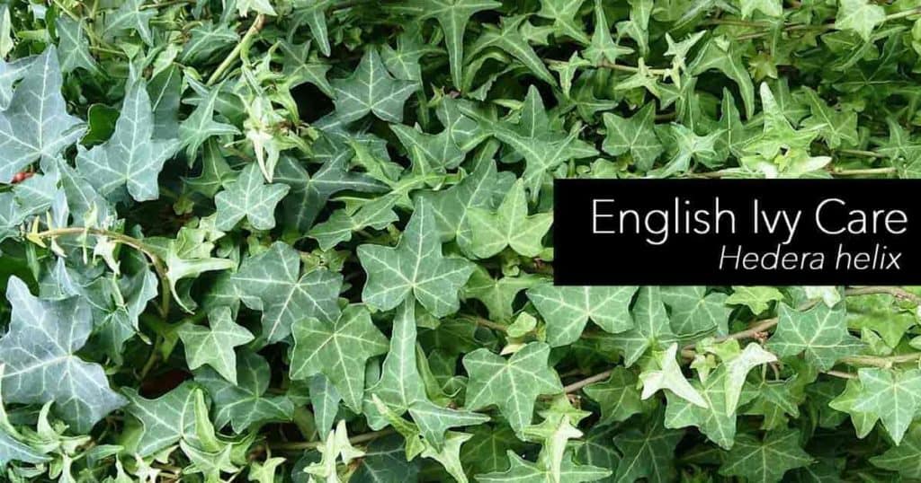 English Ivy Care Plant - How to Grow English Ivy