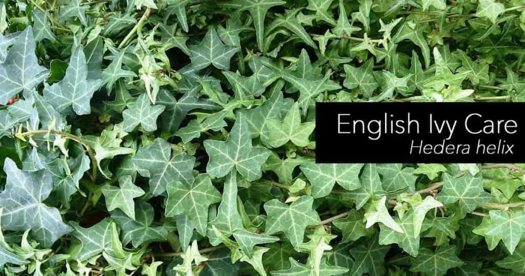Nursery Plants Ivy Hedera Helix Stock Image - Image Of Hedera, Hotbed