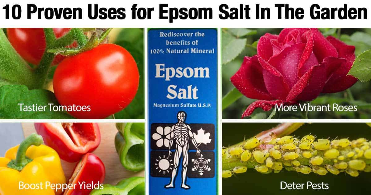 Epsom Salts In The Garden Transplant Fertilizer Good For Plants