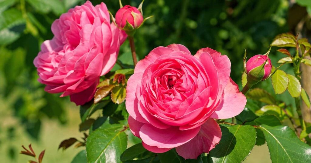 Vibrant pink roses and fresh buds bloom among glossy green foliage, showing healthy growth when gardeners use Epsom salt for roses.