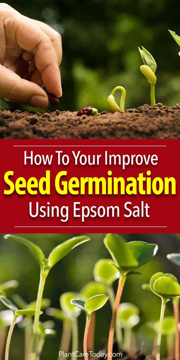 Epsom salts add these key micronutrient into the soil increasing seed germination rates. Studies show that Epsom salt (Magnesium sulfate) is beneficial to the plants from early on helping strengthen plant cell walls during germination.