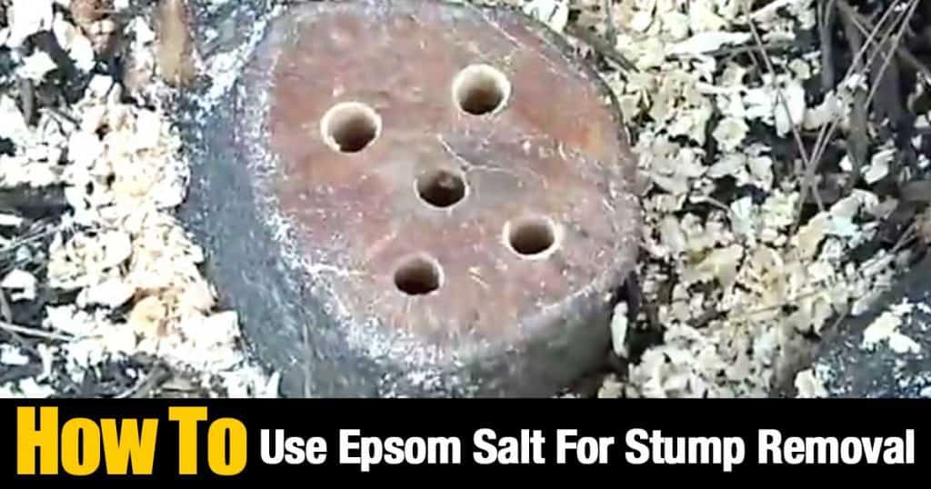 stump drilled holes to add epsom salt