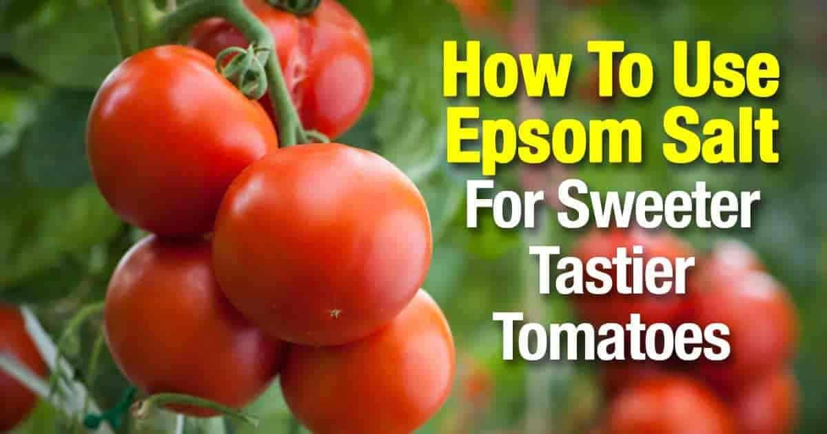 Sal de Epsom para plantas de tomate.