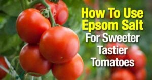 Epsom Salt For Tomatoes: What It Actually Does (and When to Use It)