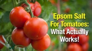 Epsom Salt For Tomatoes: What It Actually Does (and When to Use It)