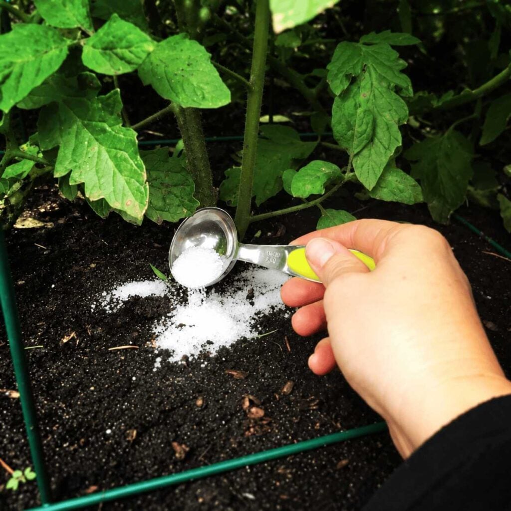 Hand applying Epsom salt: Hand using a measuring spoon to apply Epsom salt around the base of a tomato plant.