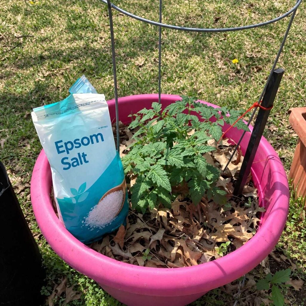 Tomato plant in pink container: Young tomato plant growing in a pink container beside an open bag of Epsom salt.