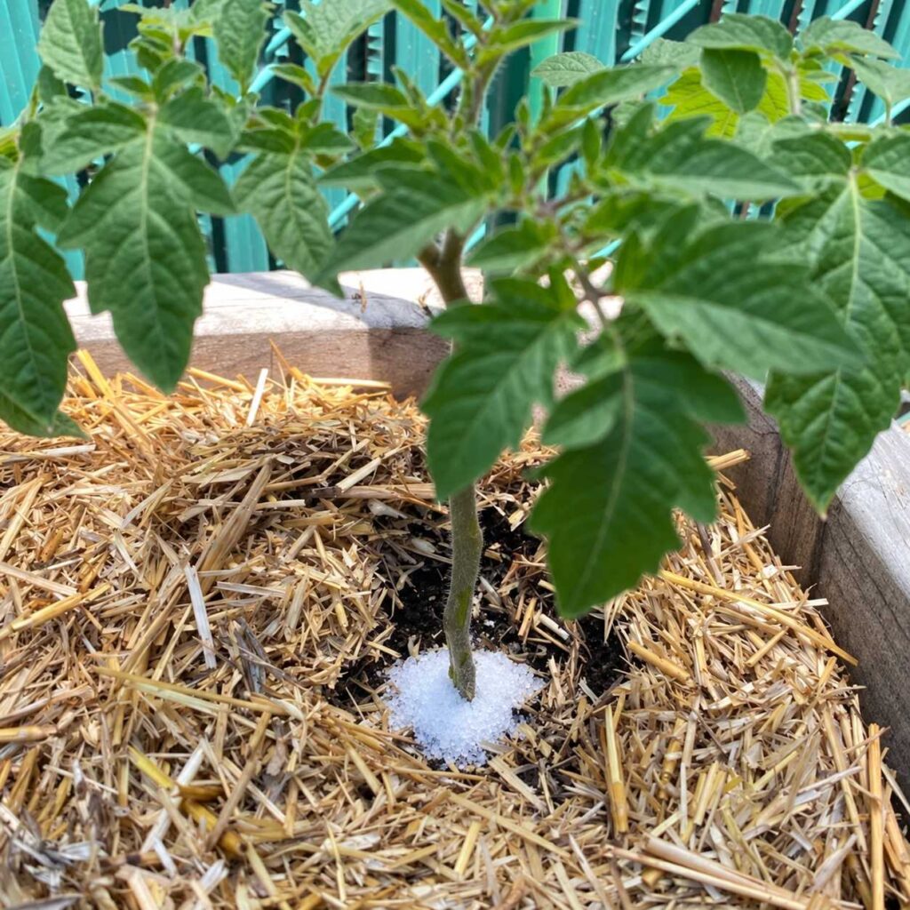 Epsom salt around tomato stem: Epsom salt crystals placed around the base of a tomato plant growing in a straw-mulched raised bed.