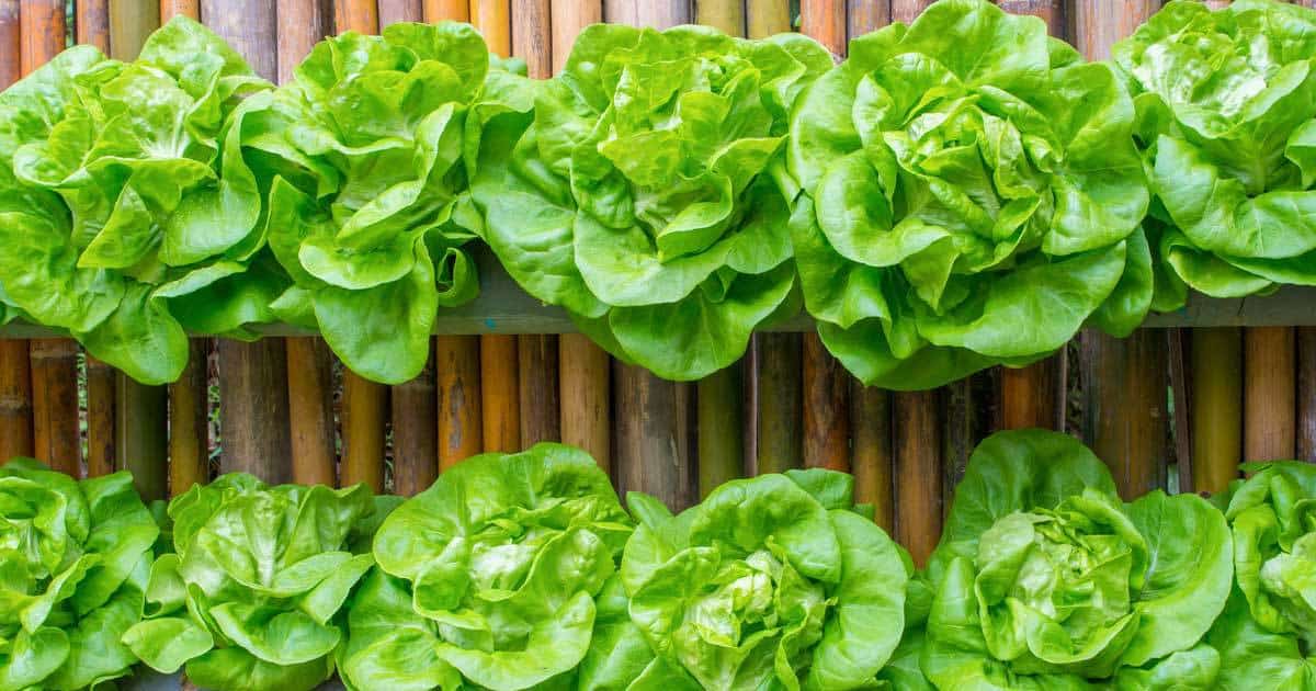 epsom salts help green up vegetables like this letuce