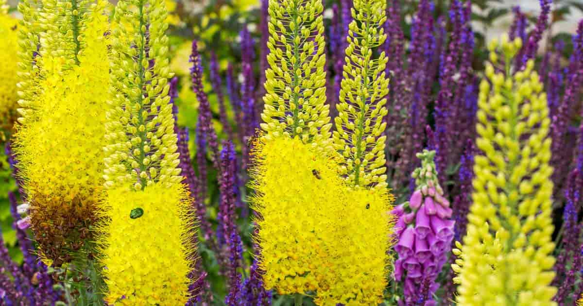 Blooms of the Foxtail lily 