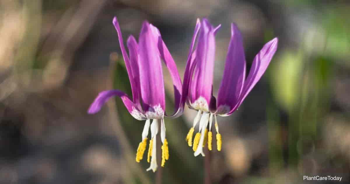 Erythronium Trout Lily flowers