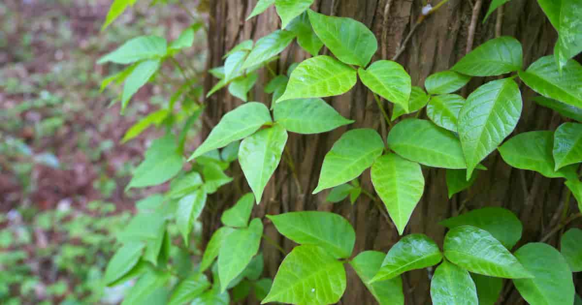 Essential oils for poison ivy