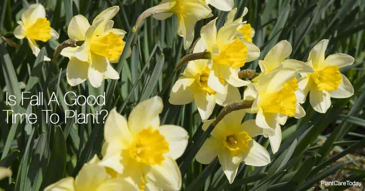 Spring Daffoldil blooms planted in the fall