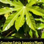 attractive Palmate leaves of Japanese Aralia - Fatsia Japonica plant
