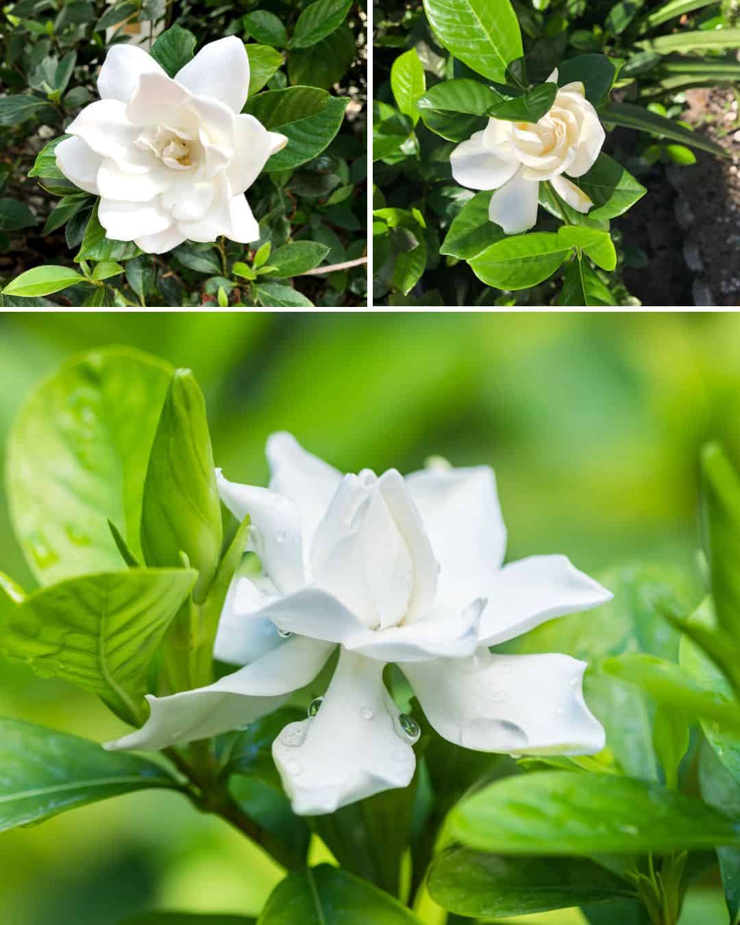 Timeless Gardenia Care Tips from the 1950s That Work Like Magic Today!