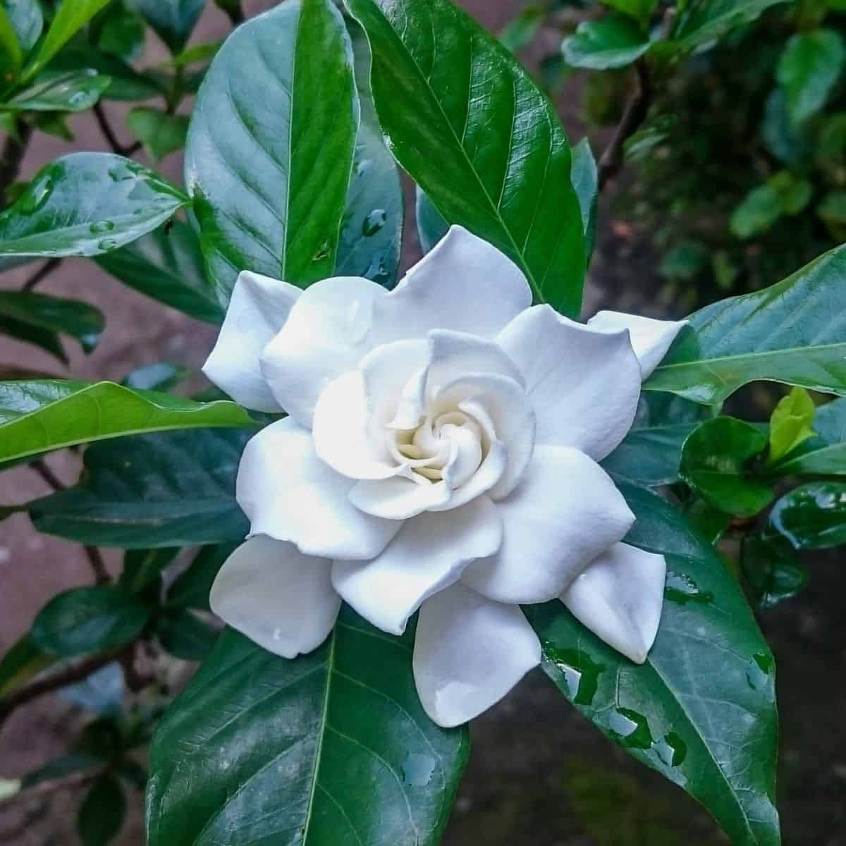 Timeless Gardenia Care Tips from the 1950s That Work Like Magic Today!