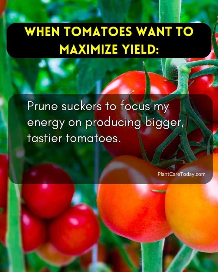 fbid-50343-when-tomatoes-want-to-maximize-yield-f1
