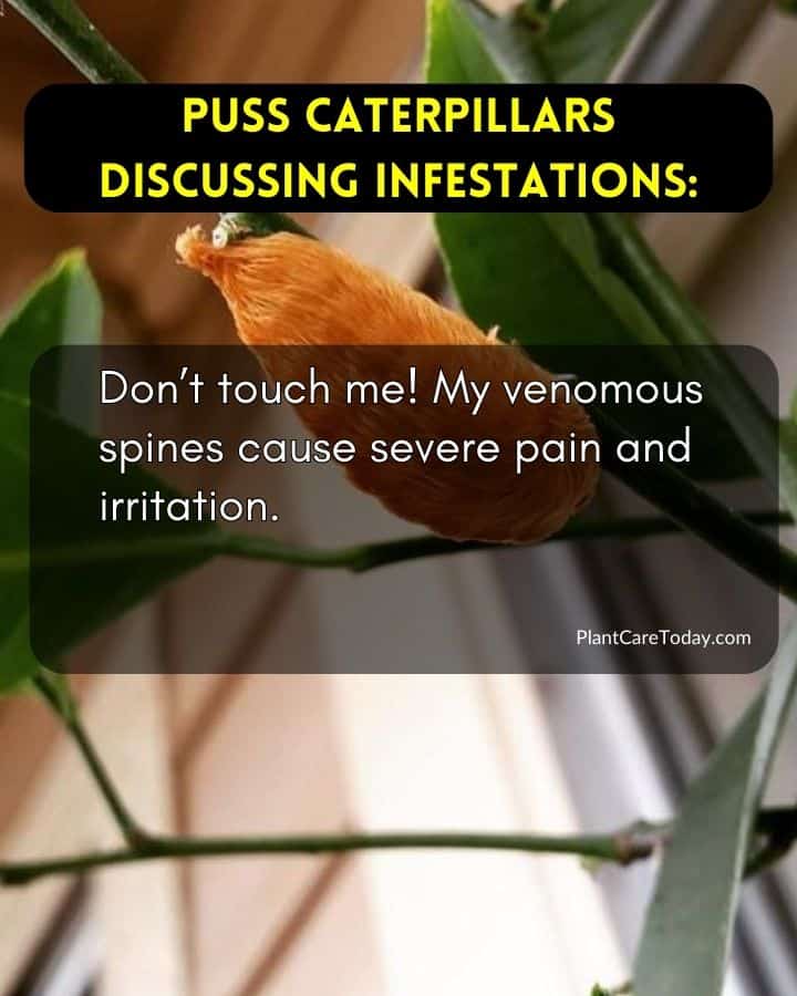 fbid-50389-puss-caterpillars-could-talk-about-infestations-f1