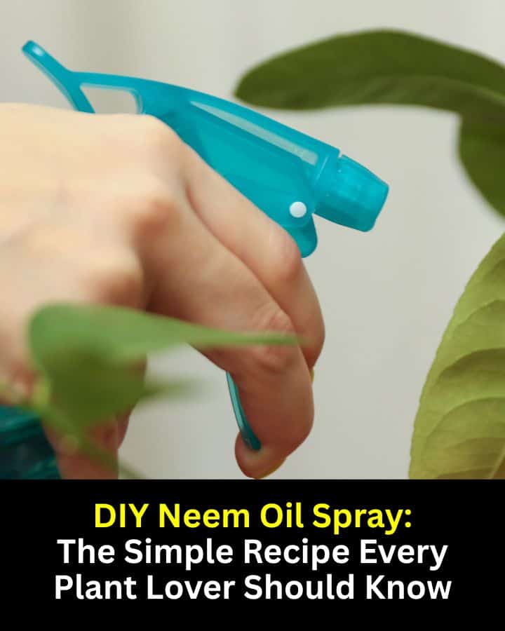 Protect your plants naturally with this quick neem oil spray recipe. Mix neem oil, mild dish soap, and water in a spray bottle to create an effective solution for pests like aphids, fungus gnats, and spider mites. It’s safe for indoor and outdoor use, making it a go-to option for plant lovers wanting to keep their greenery thriving.
