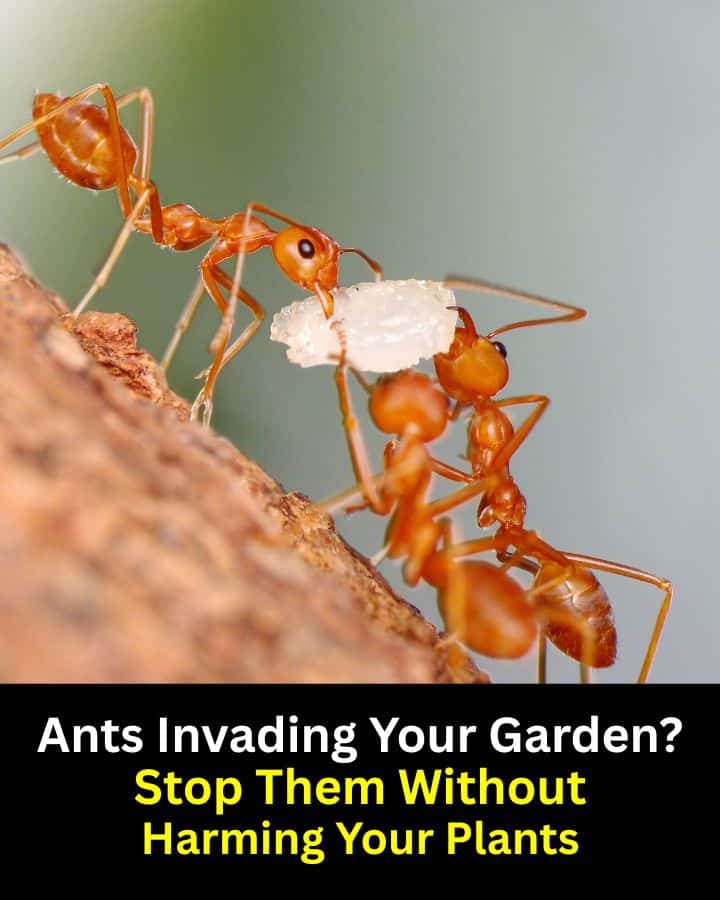 Tired of ants taking over your plants? Try these safe and effective ways to deter ants without damaging your garden. Use barriers like cinnamon, diatomaceous earth, or a mild soapy water spray to keep them away naturally. Great for anyone looking to manage pests while keeping their garden organic and chemical-free.
