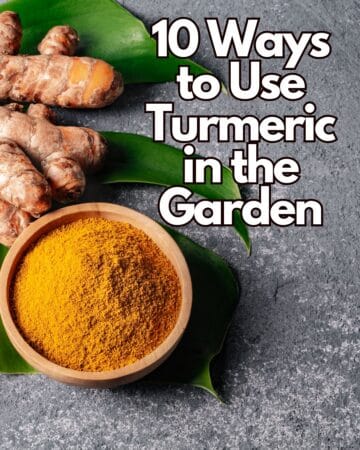 10 Clever Ways to Use Turmeric in Gardening