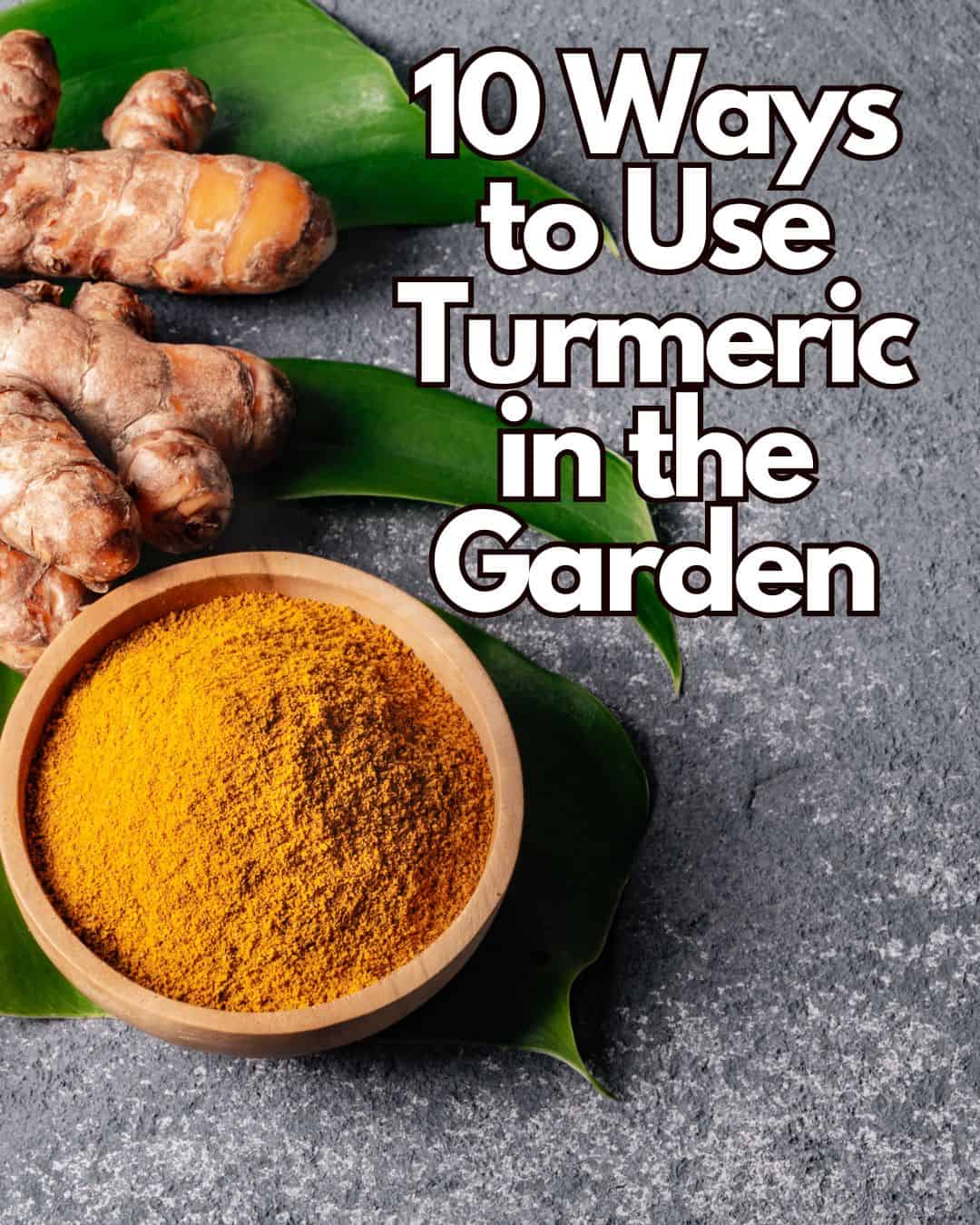 10 Clever Ways to Use Turmeric in Gardening