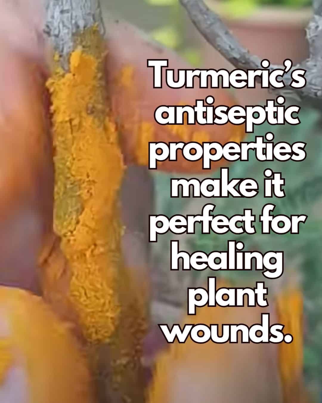Tumeric Pant 10 Ways to Use Turmeric in the Garden - OnlyAprons