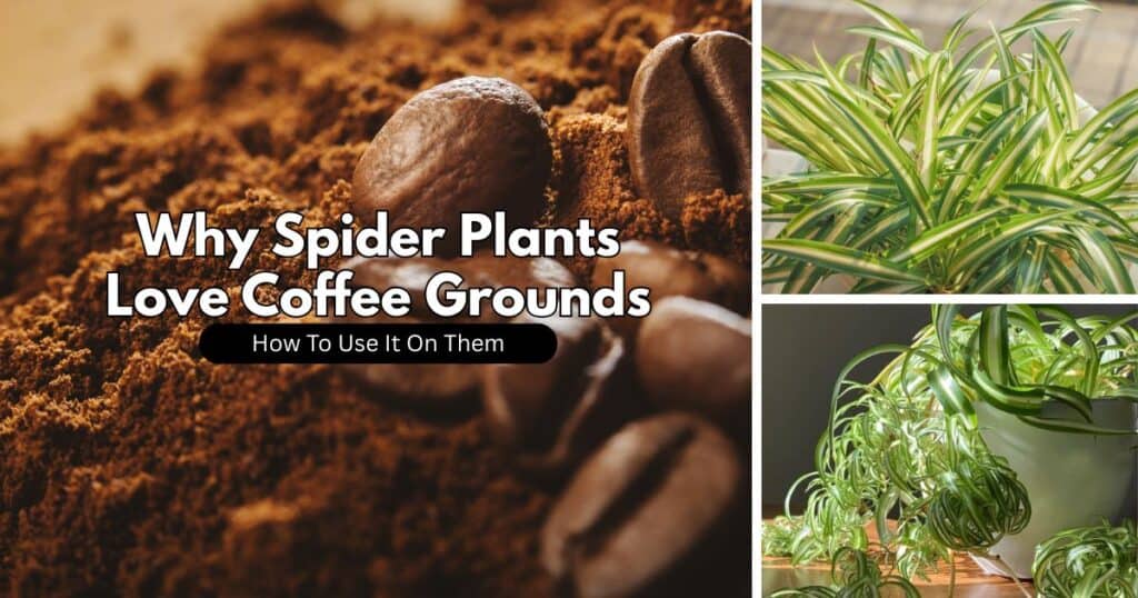 Don't toss those coffee grounds! Your spider plant will thank you for this genius recycling hack that saves money & boosts growth!