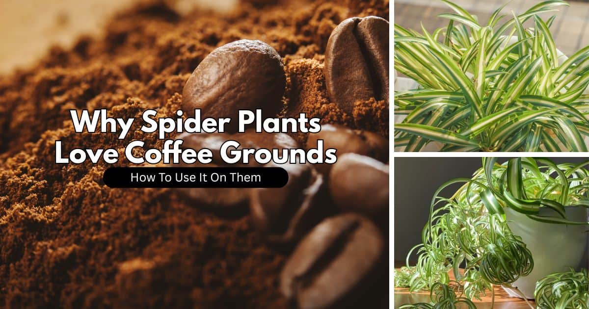 Don't toss those coffee grounds! Your spider plant will thank you for this genius recycling hack that saves money & boosts growth!