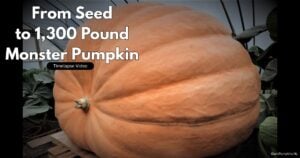 From Seed to 1,300 Pound Giant: 5 Secrets For Monster Pumpkins