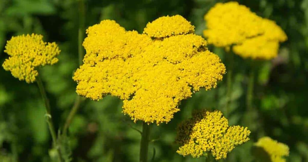 Yellow flowering perennial Achillea filipendulina yarrow