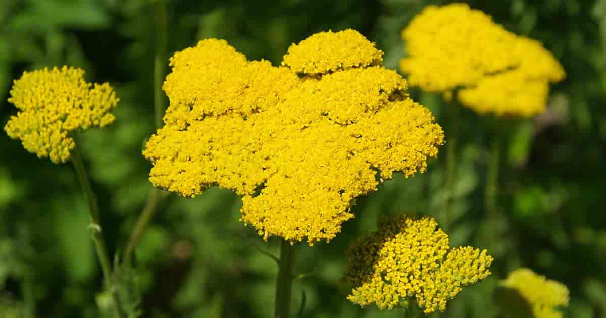 Fern Leaf Yarrow Care: How To Grow Achillea filipendulina