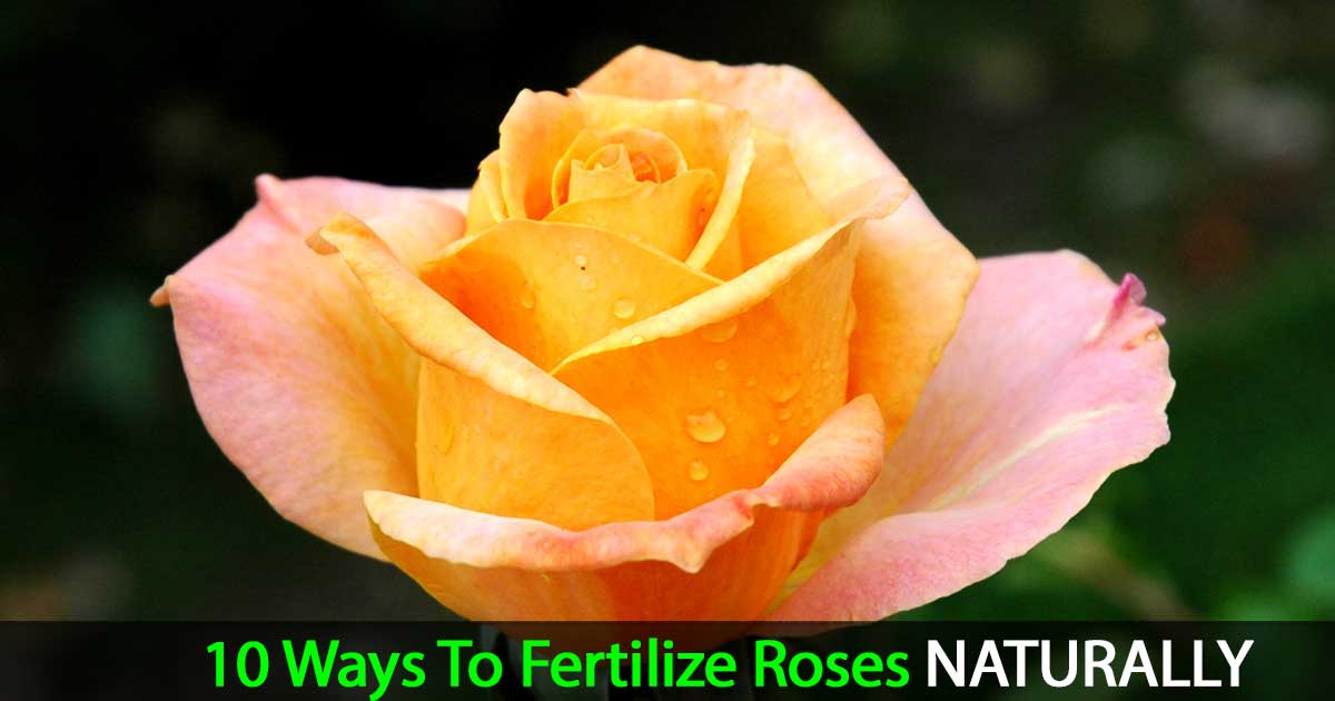 how-to-fertilize-roses-10-natural-ways