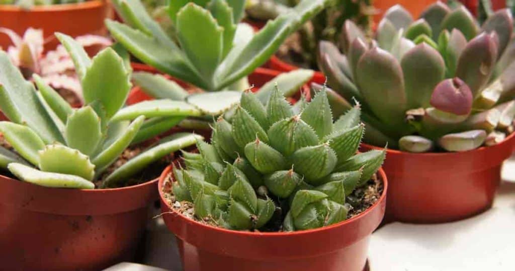 Fertilizer For Succulents A Guide To Fertilizing