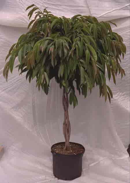 Braided Ficus Amstel King