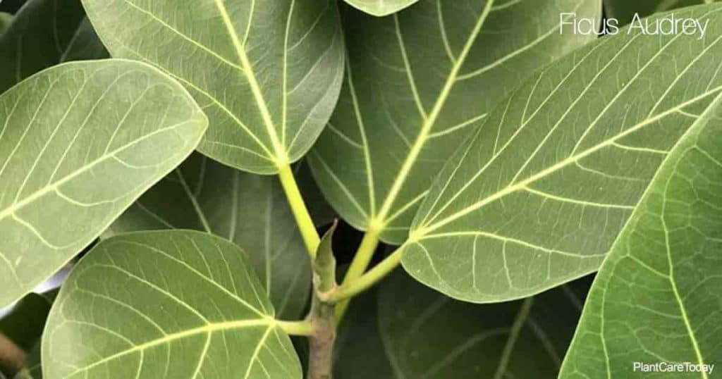 Attractive leaves of Ficus Audrey (a select variety of Benghalensis Ficus)