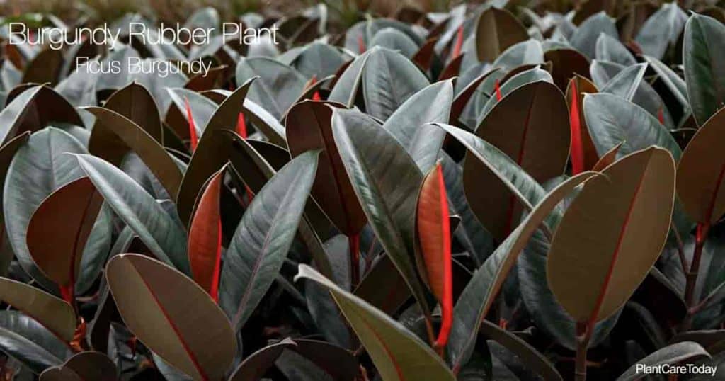 Ficus Elastica Burgundy Care How To Grow The Burgundy Rubber Plant