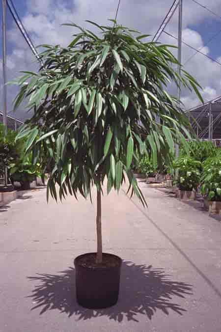 Forma de árbol o Ficus Alii estándar