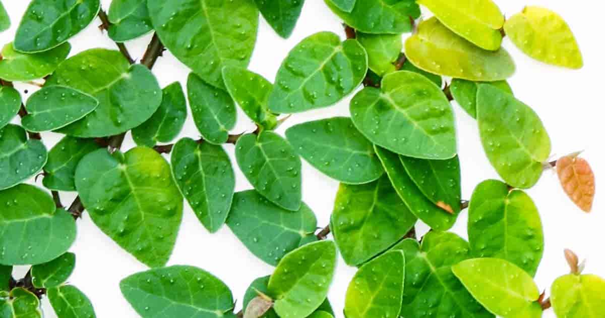 Ficus Pumila Care: How To Grow Creeping Fig Plants