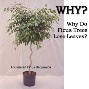 ficus tree losing leaves