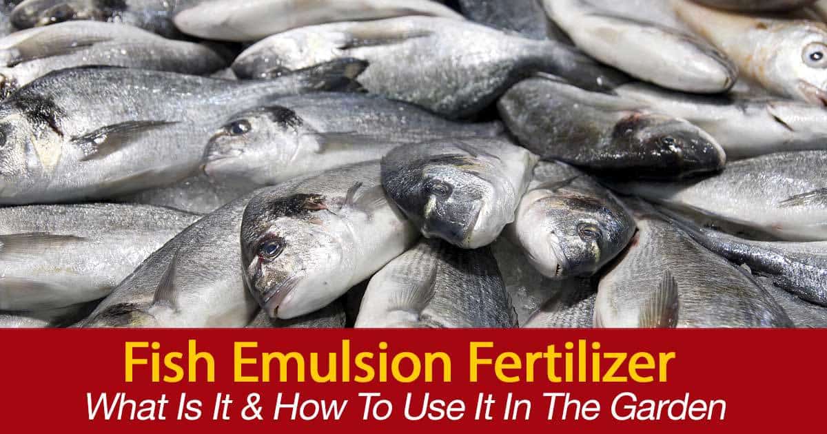 What Is Fish Emulsion Fertilizer, HOW TO To Use It In The Garden?