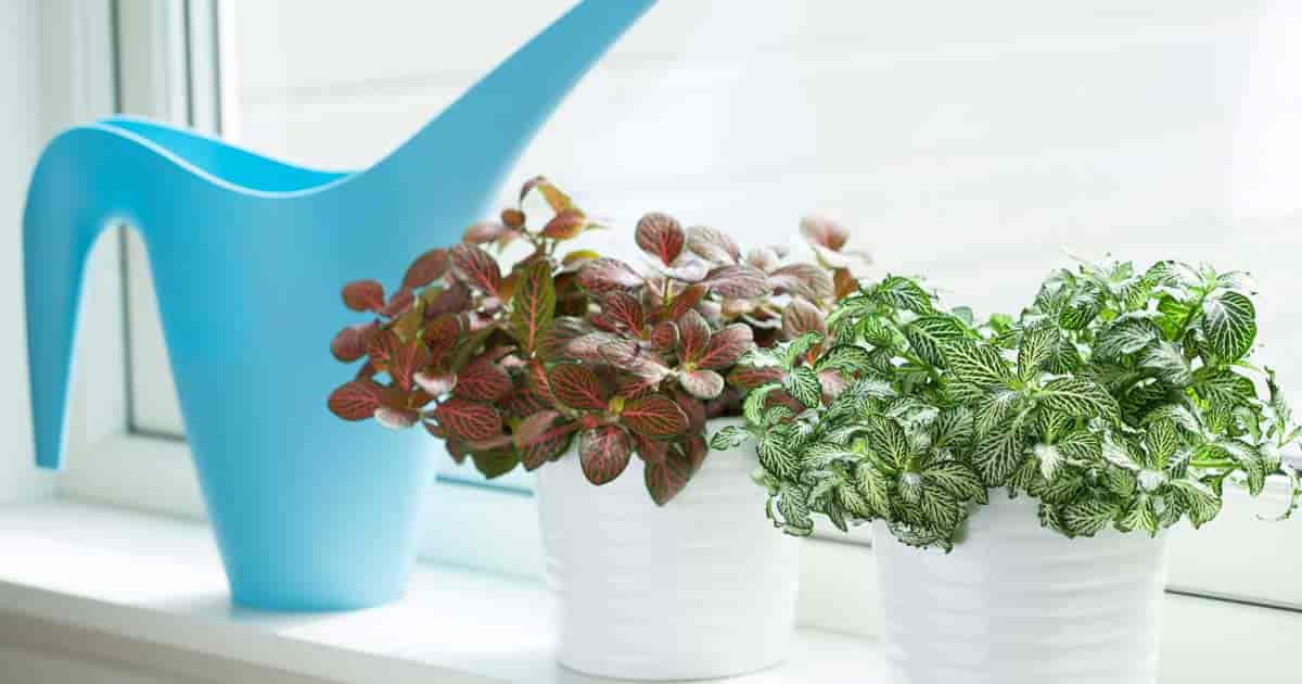 fittonia plants enjoy the bright light of a windowsill