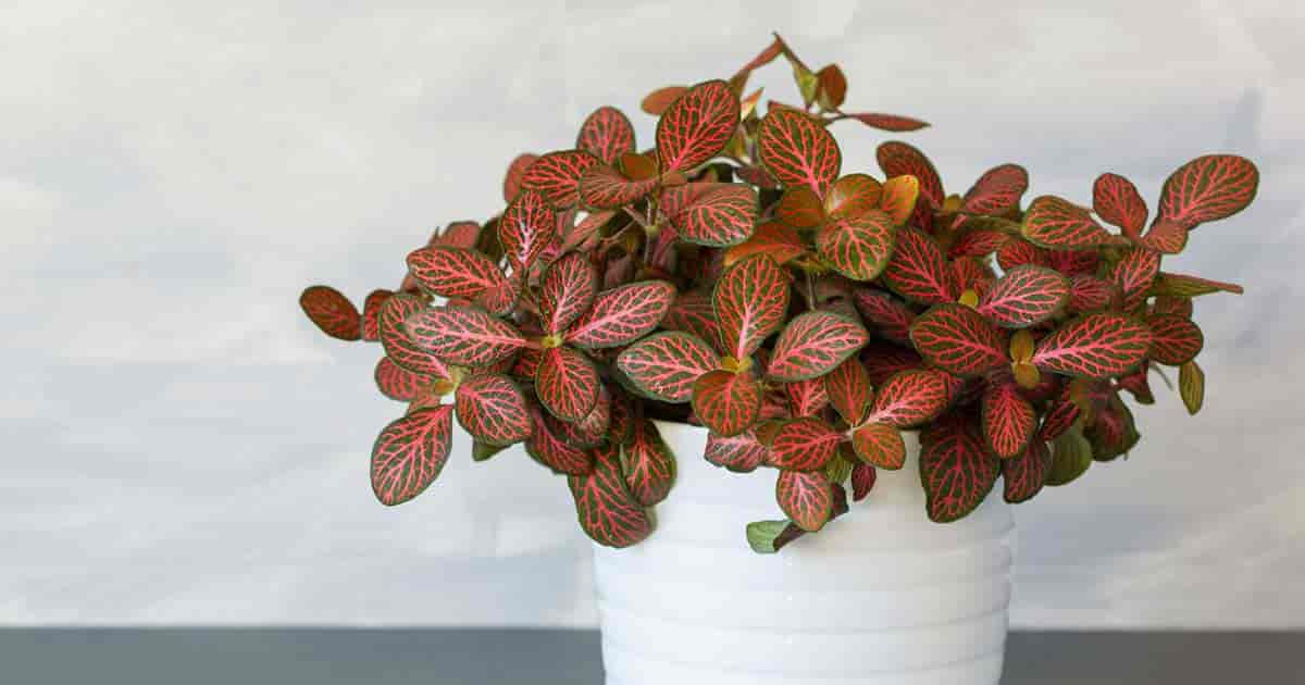 Red Fittonia mosaic plant