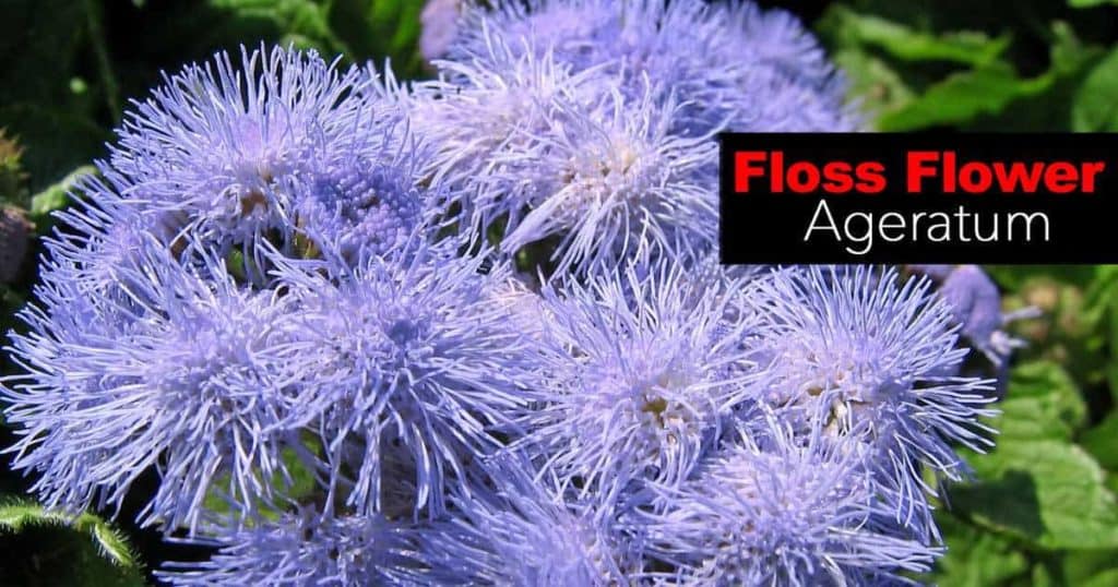 Blooms of the Floss Flower Ageratum