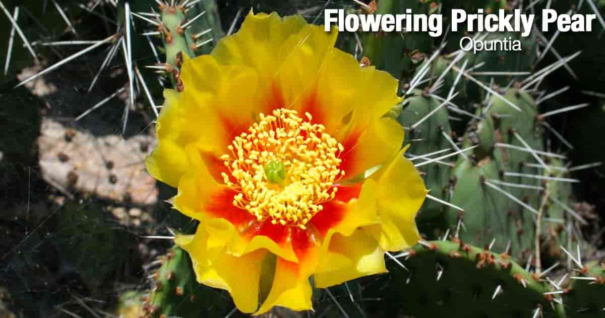 Prickly Pear Cactus Care Growing Paddle Opuntia Cactus