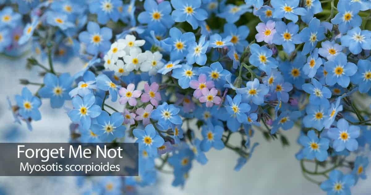 50+ Forget-Me-Not (Myosotis) Perennial Flower Seeds - Zones 3-9 - Fresh This Year!